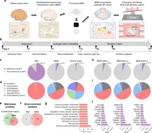 Characterization of decellularized human brain-derived extracellular matrix (BEM)